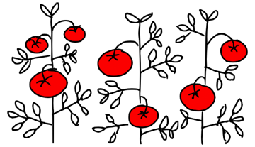 drawing of imagined tomato plant