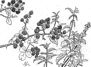Berry
