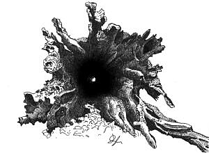 Roots