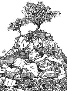 Tree by the sea