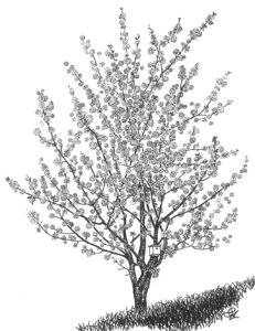 Cherry tree