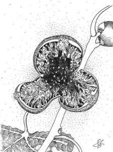 Fig