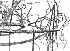 Pond