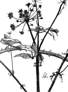 Thorny
