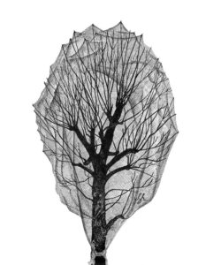 Veiled