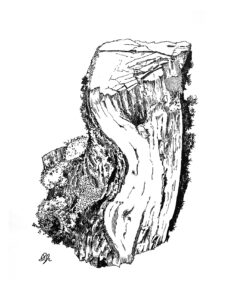 Wood